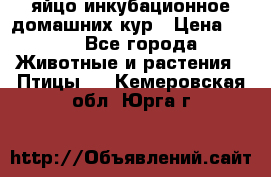 яйцо инкубационное домашних кур › Цена ­ 25 - Все города Животные и растения » Птицы   . Кемеровская обл.,Юрга г.